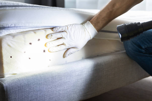 Best Flea Control Services  in Georgetown, IL